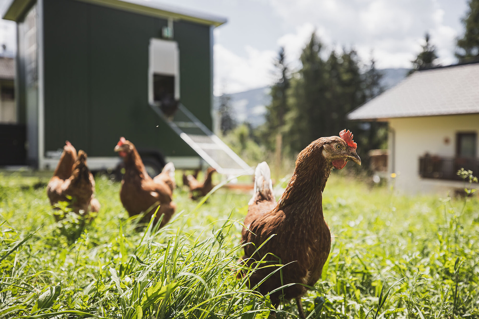 Chicken coop