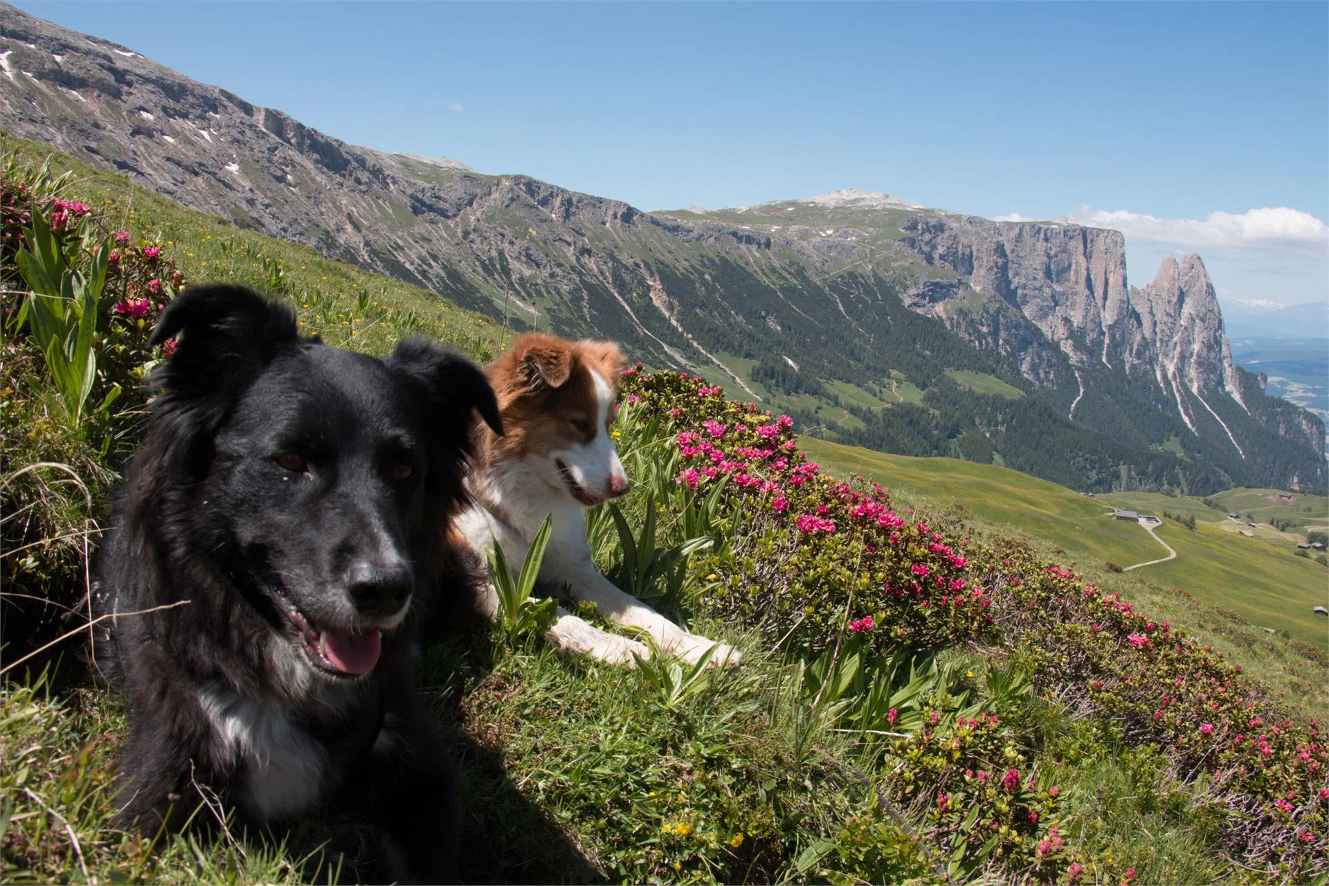 Hotel Schwarzer Adler - Aquila Nera Kastelruth/Castelrotto 27 suedtirol.info
