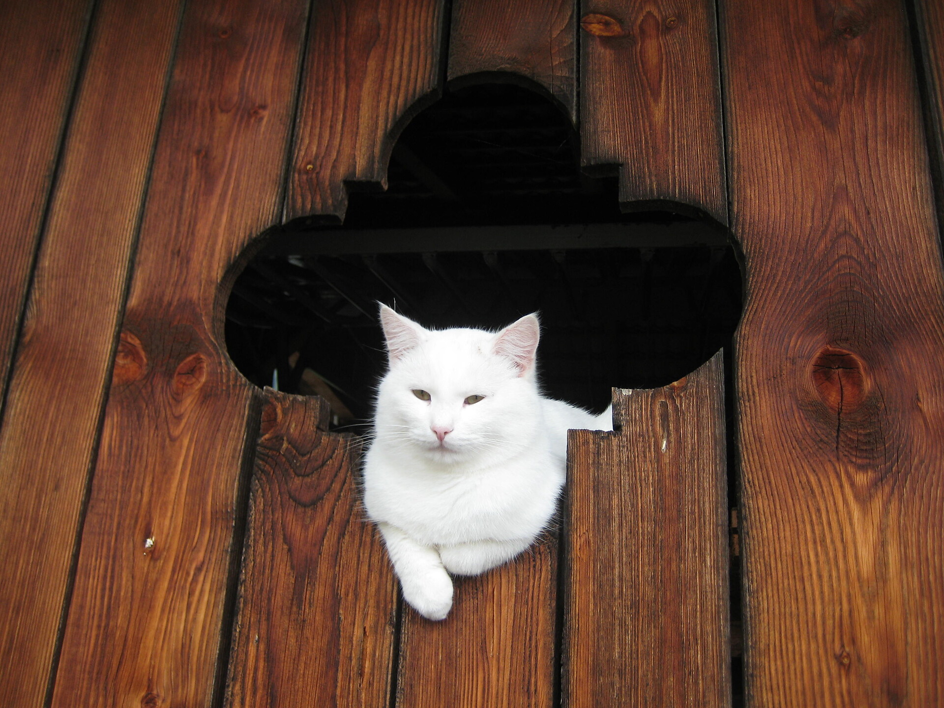Katze
