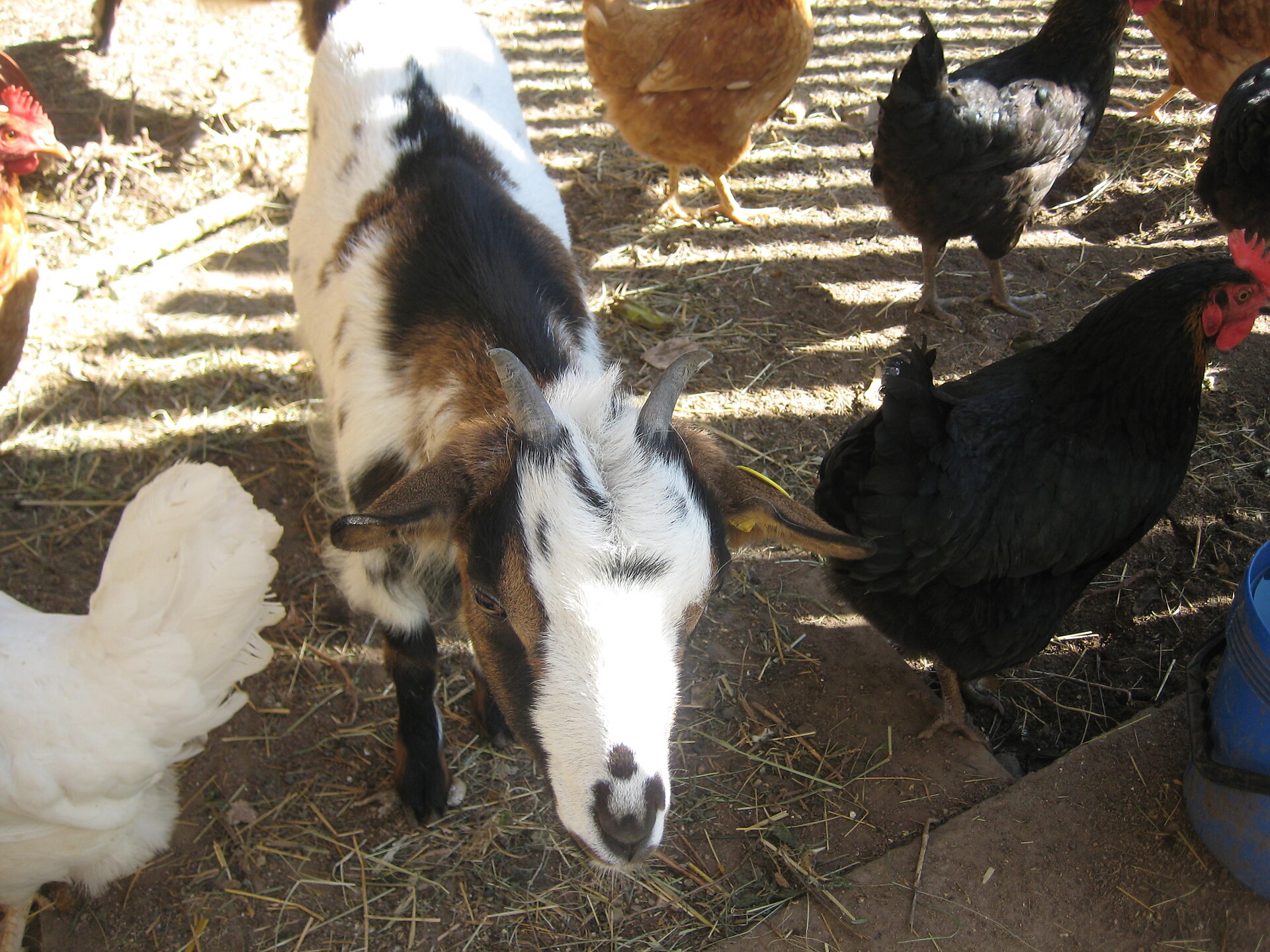 Tiere
