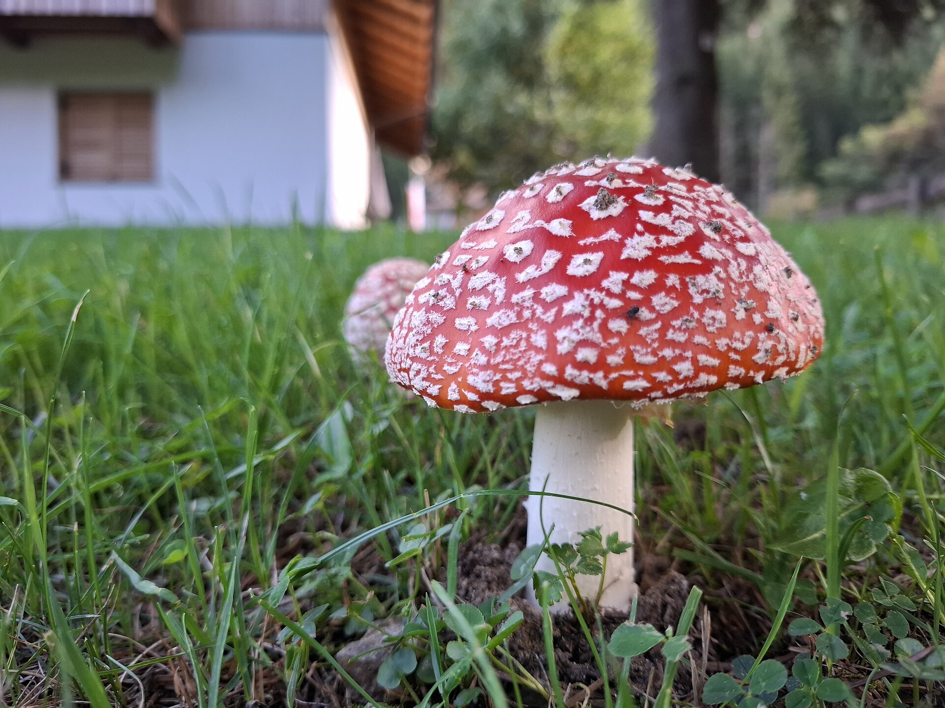 fly agaric
