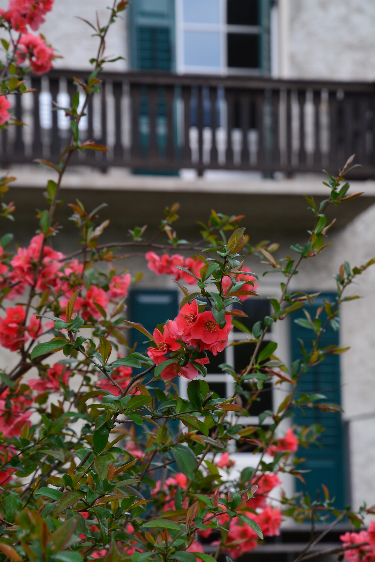 Hausfront zum Garten