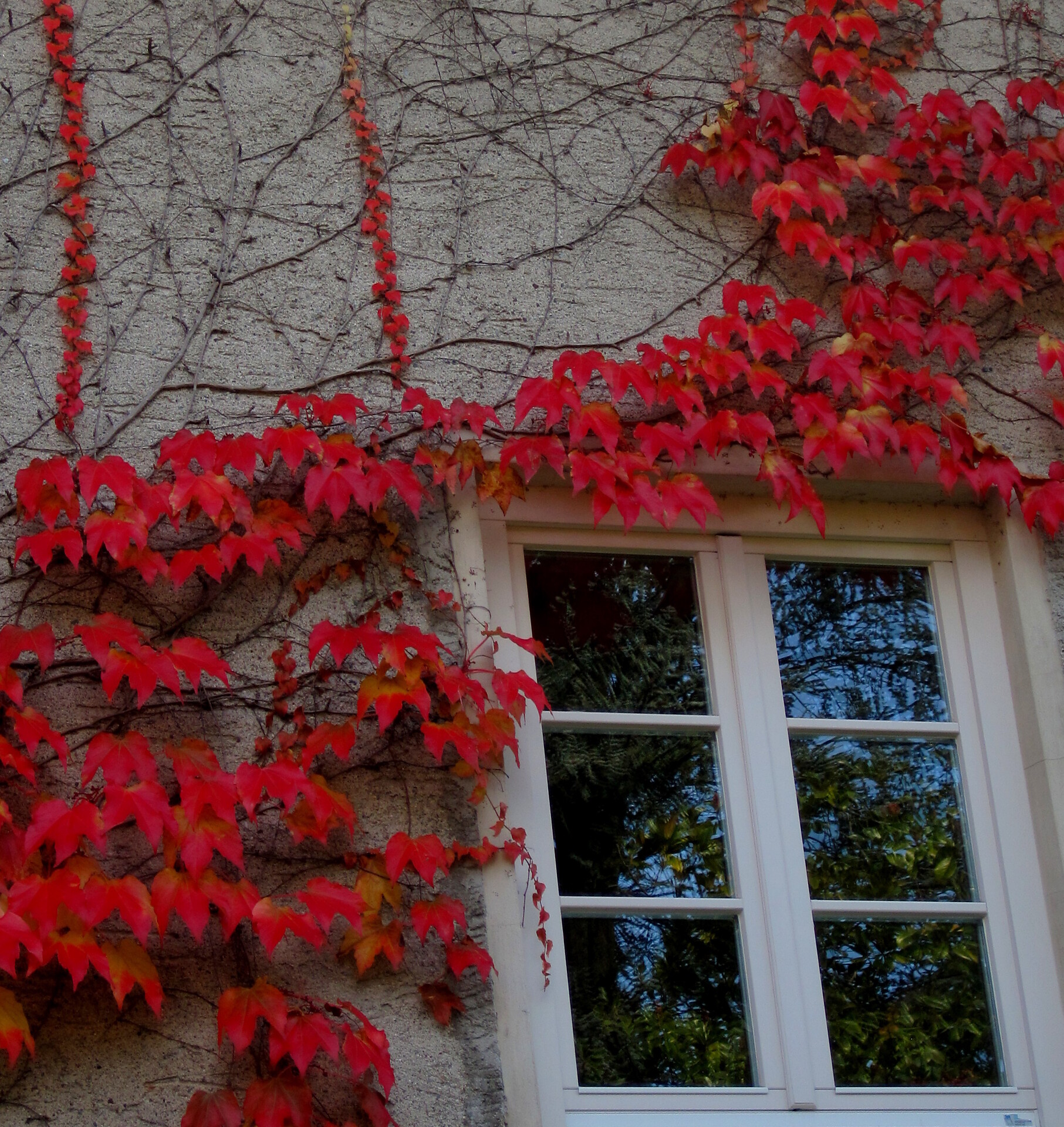 die rauhe Hausmauer trägt elegant ihr Herbstkleid