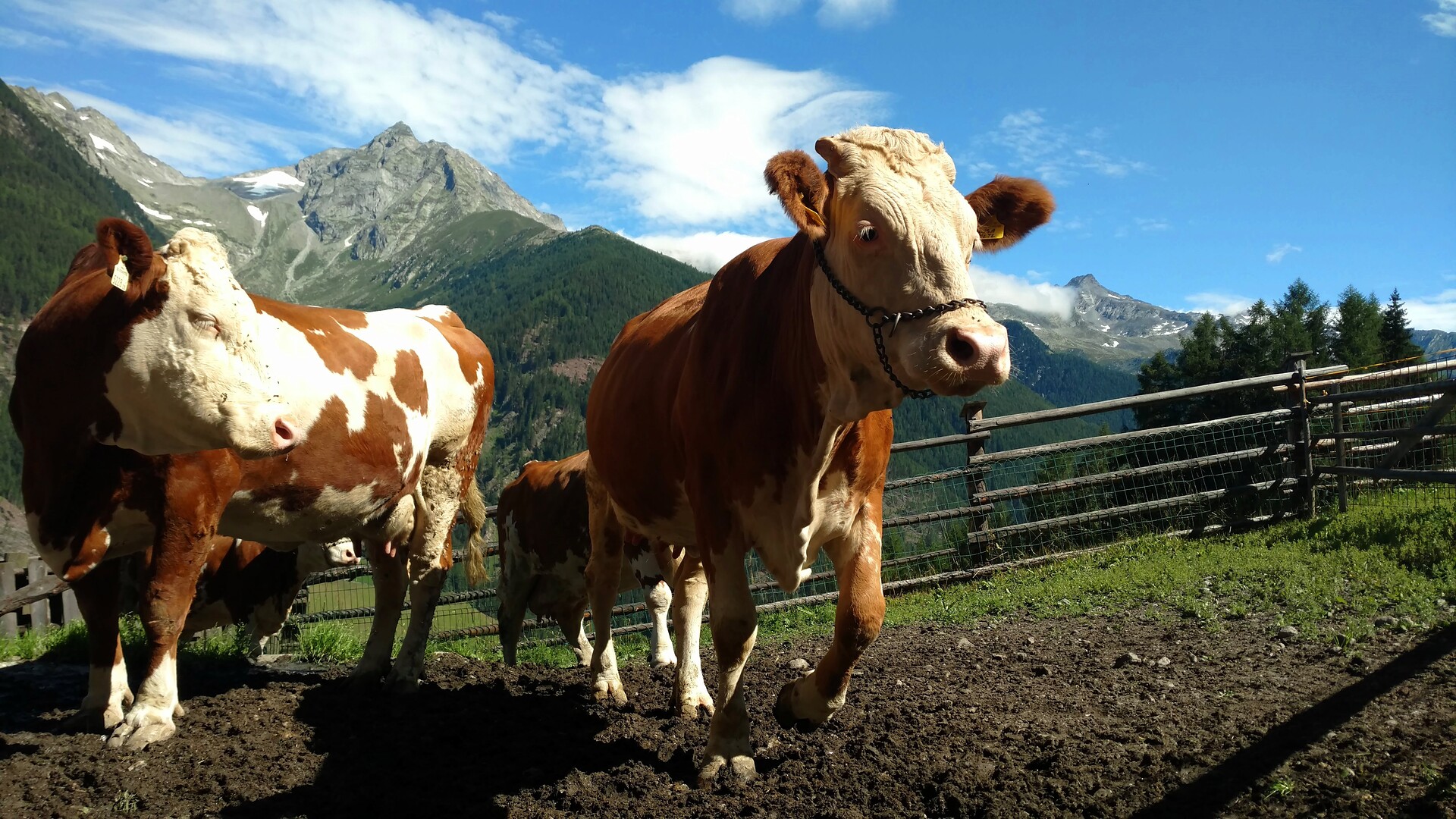Unsere Kühe