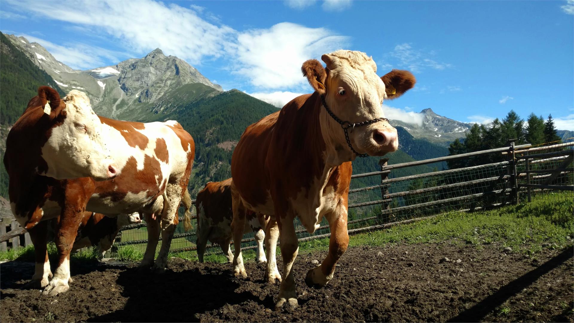 Innertrein App. Ahrntal 9 suedtirol.info
