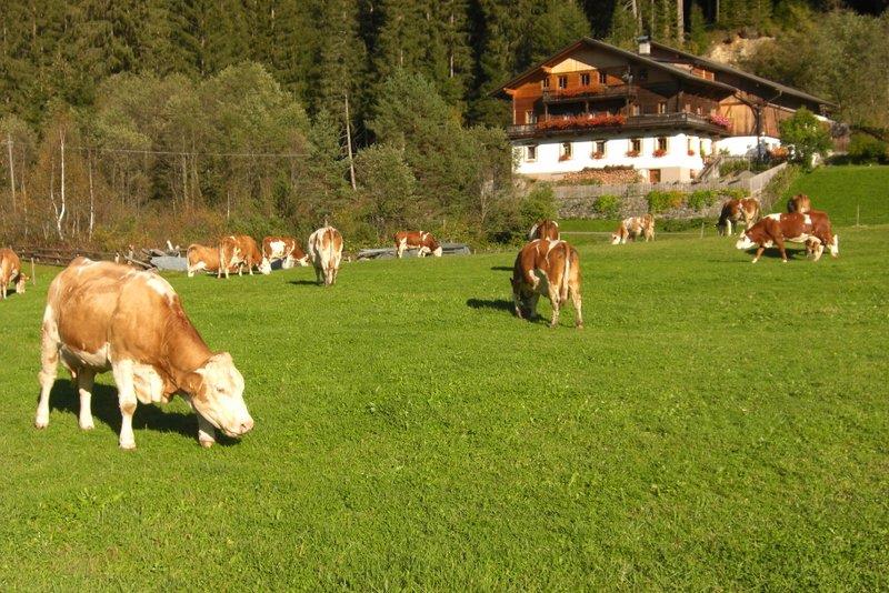 Innerkohlerhof Valle di Casies 15 suedtirol.info