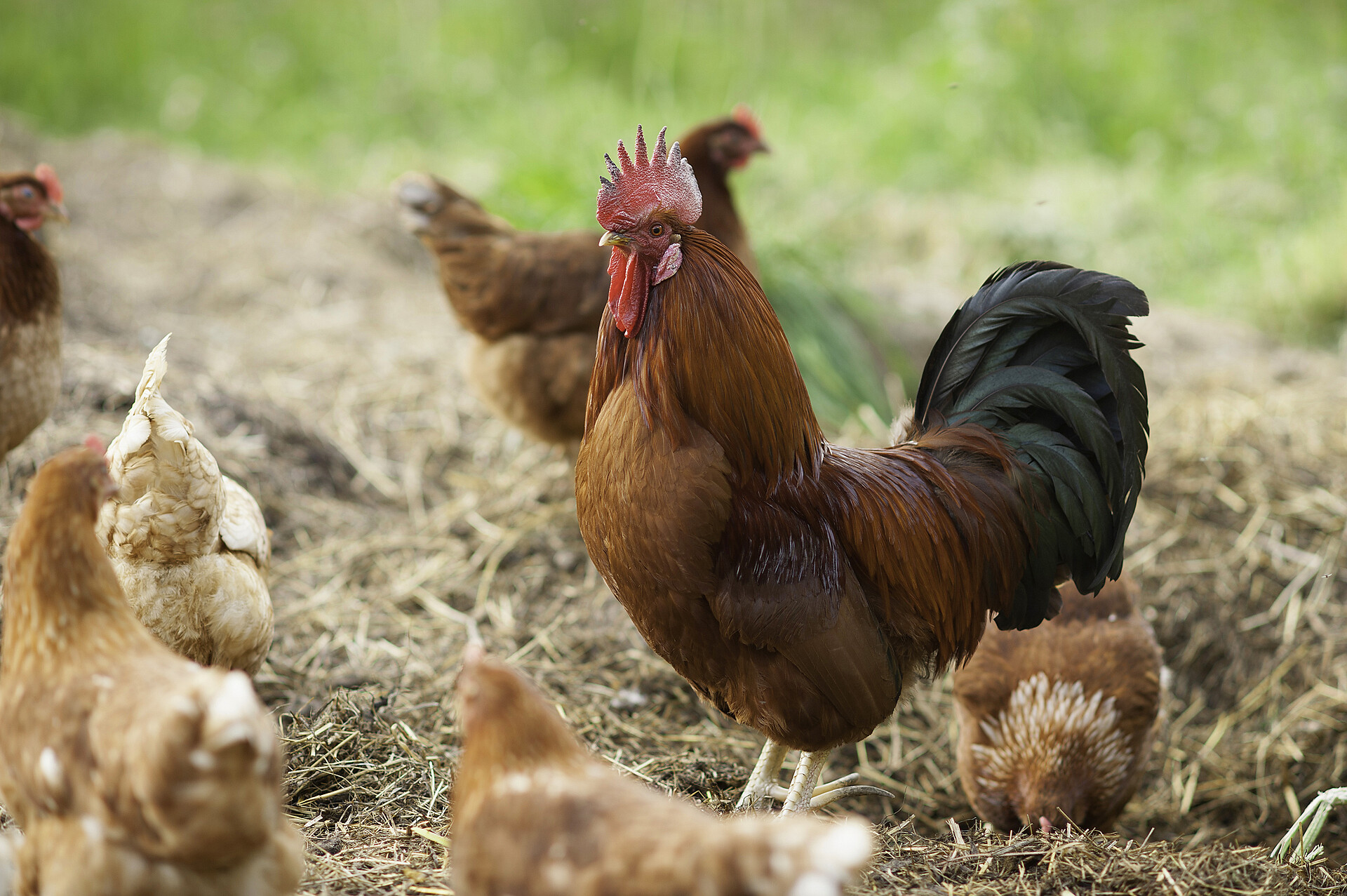 galline