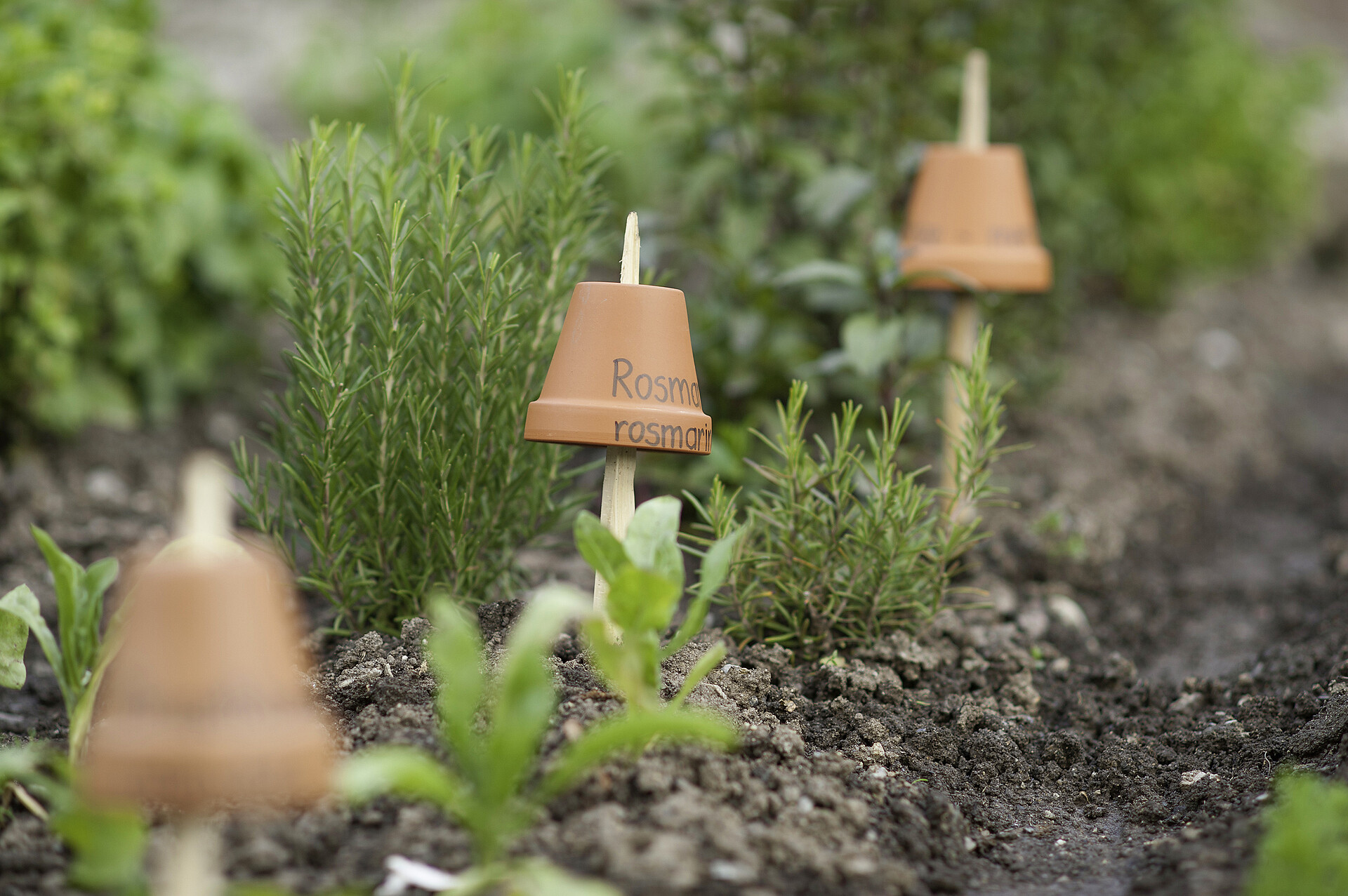 giardino