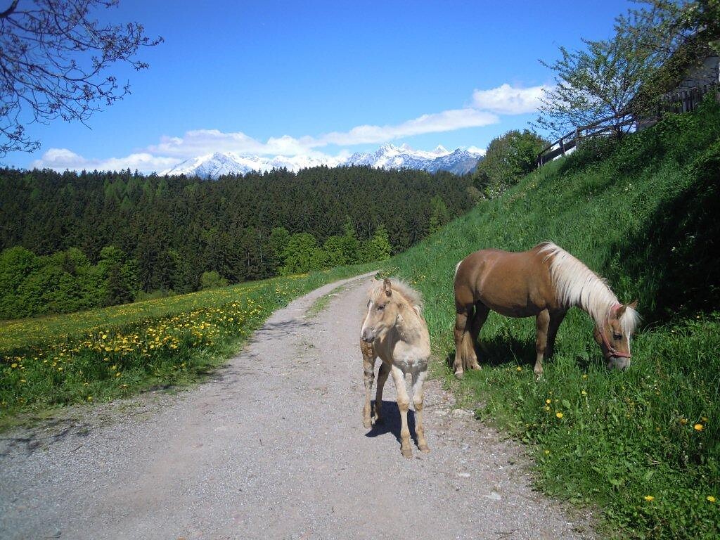 Our Haflinger horser on the farm Innergruber in Avelengo/Hafling