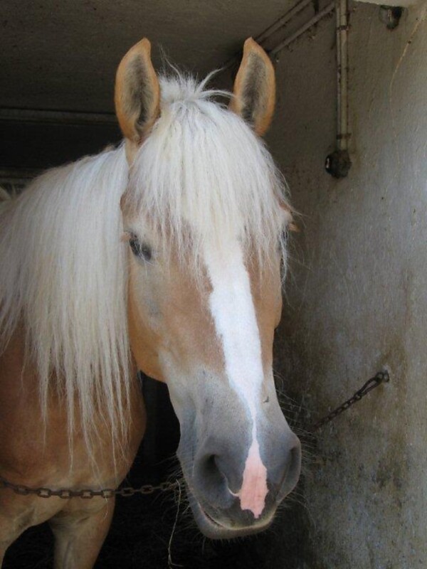 Our Haflinger horses