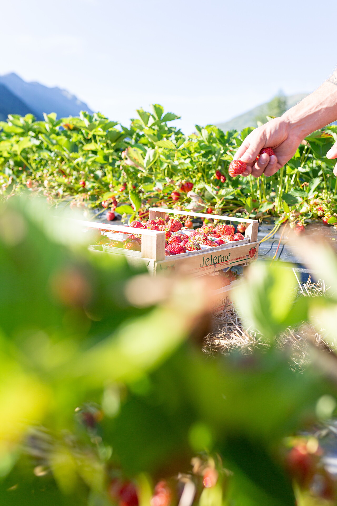 Fresh strawberries