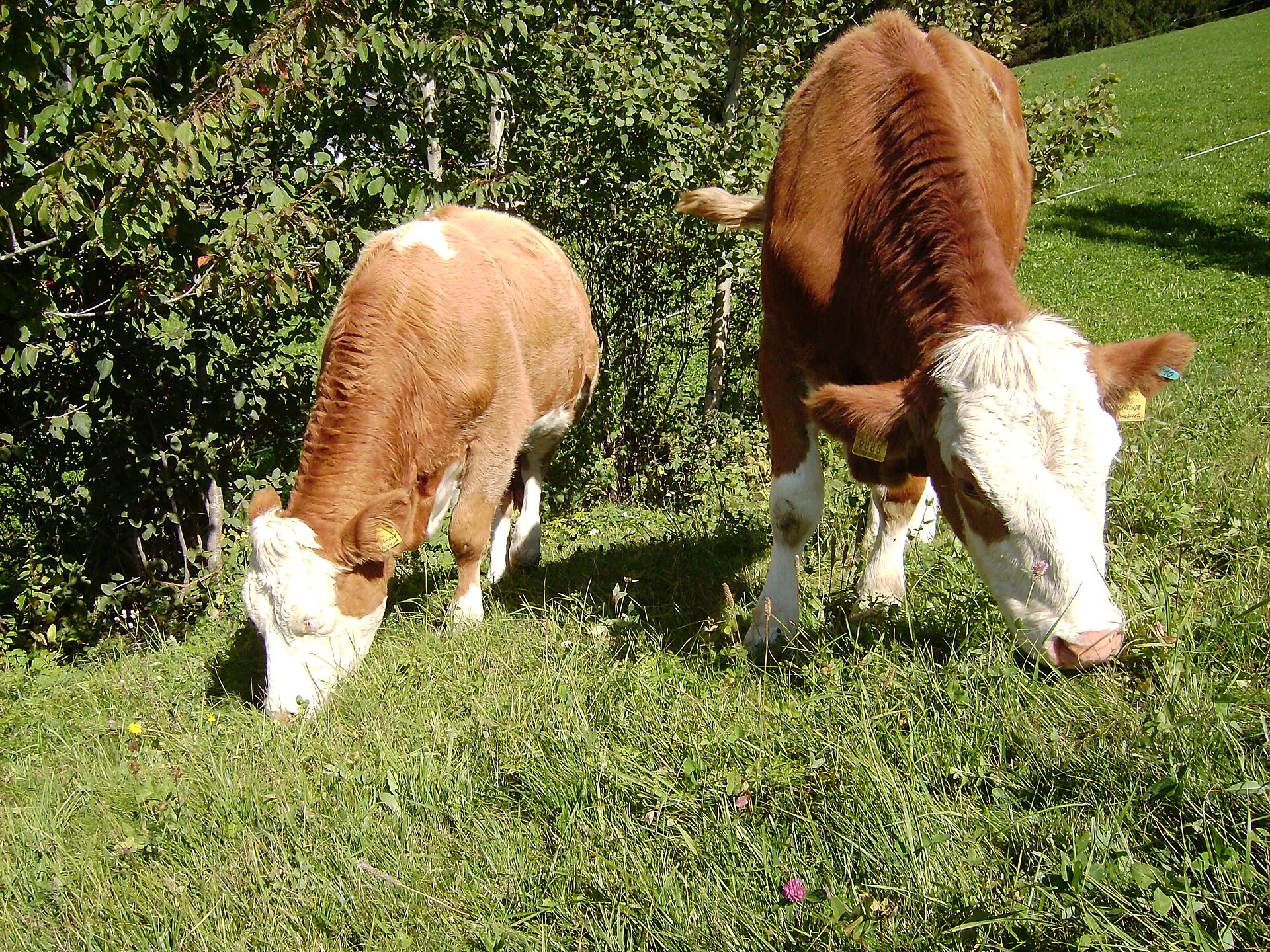 Animals