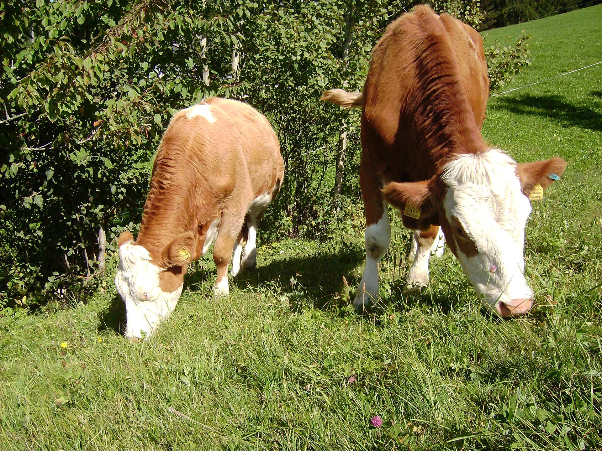 Maso Kienzl Castelrotto 17 suedtirol.info