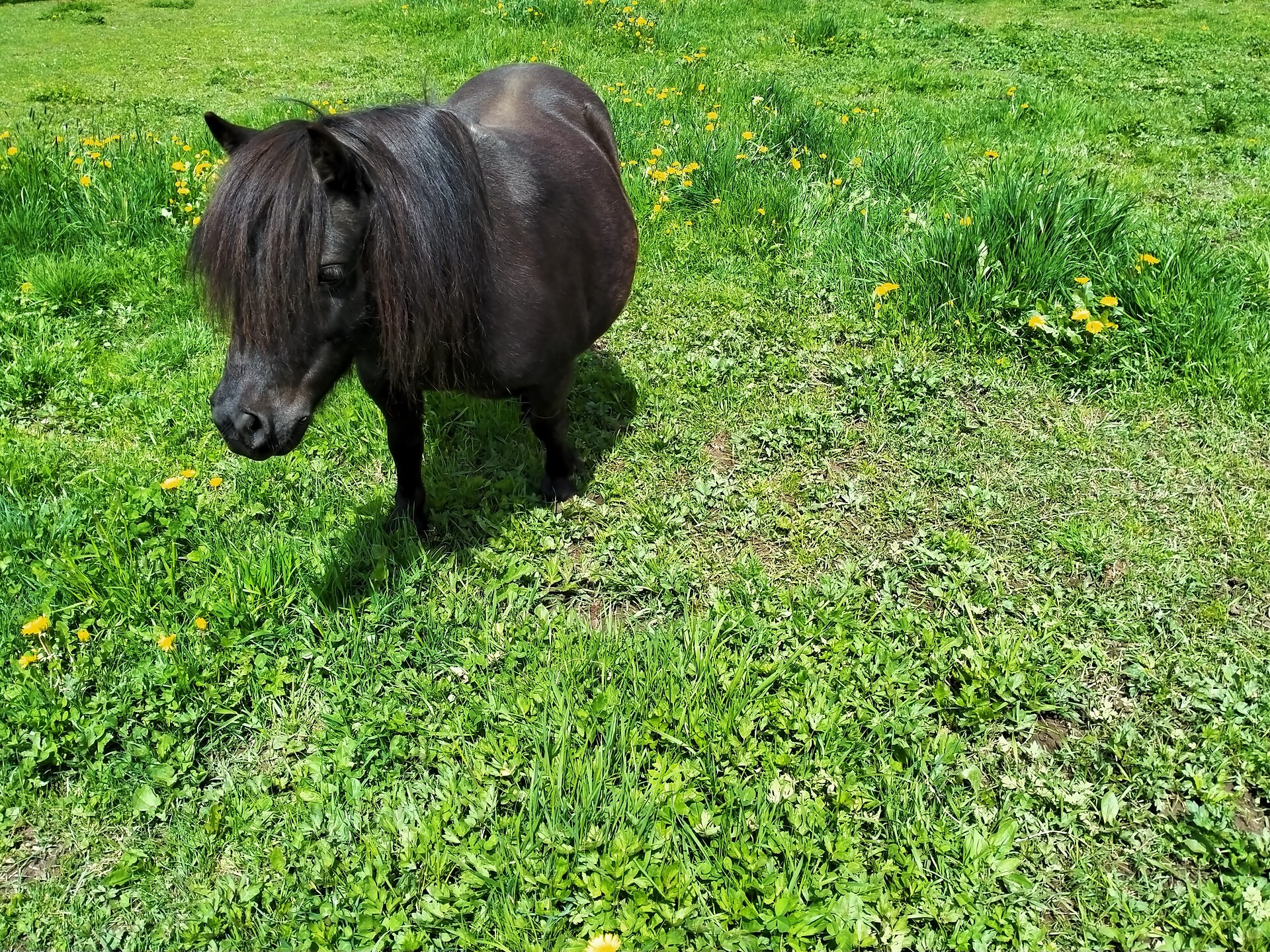Pony Maja