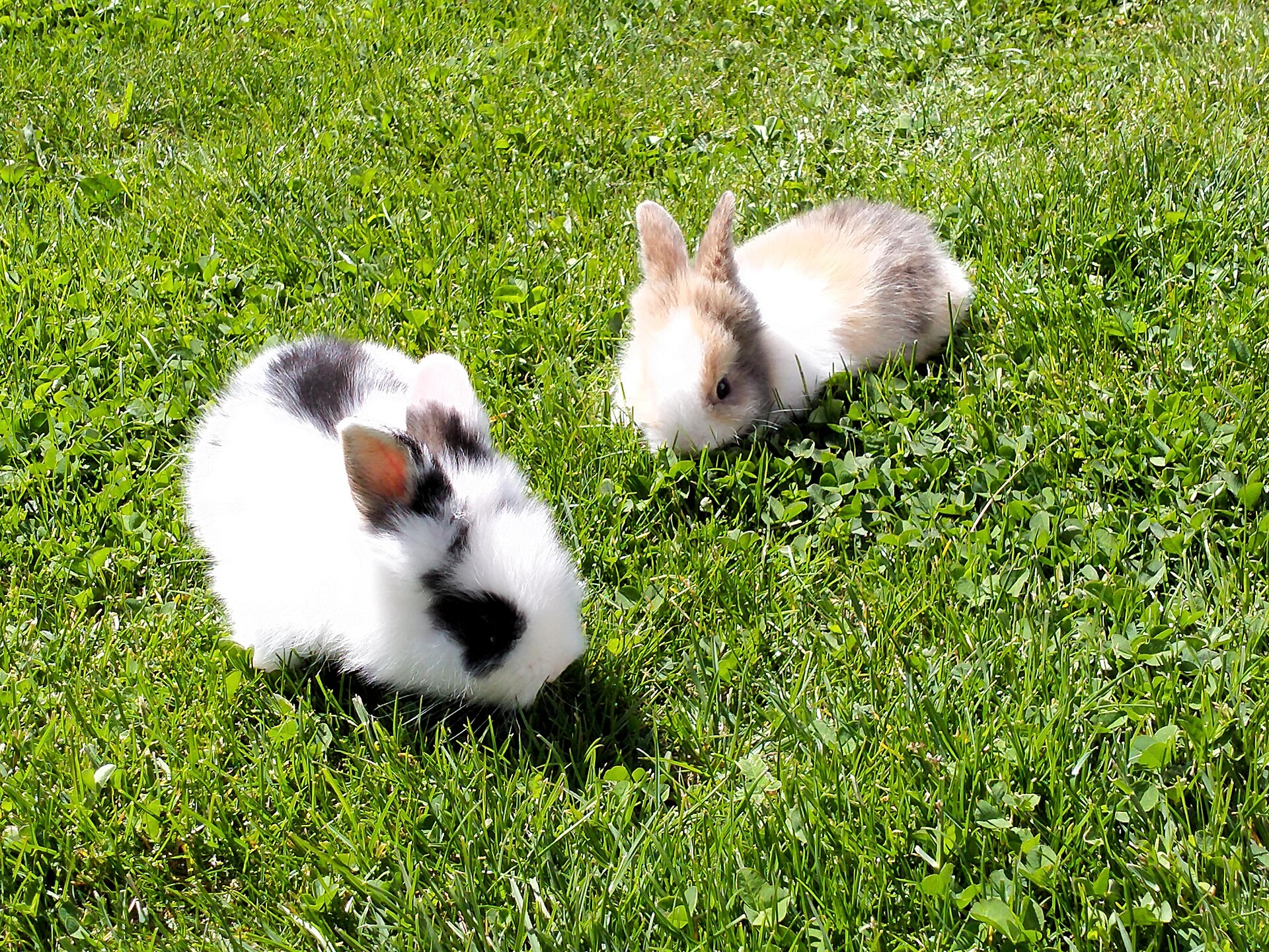 Animals