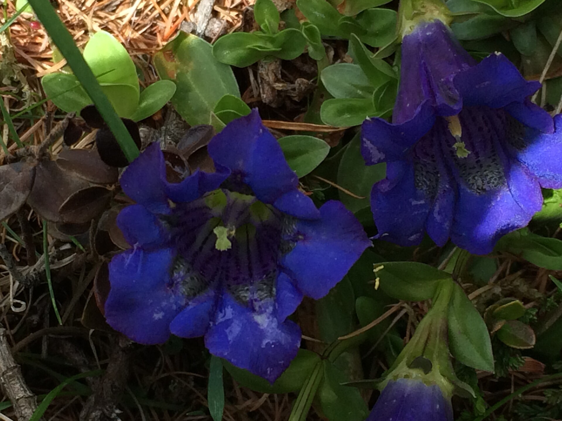 Genziana