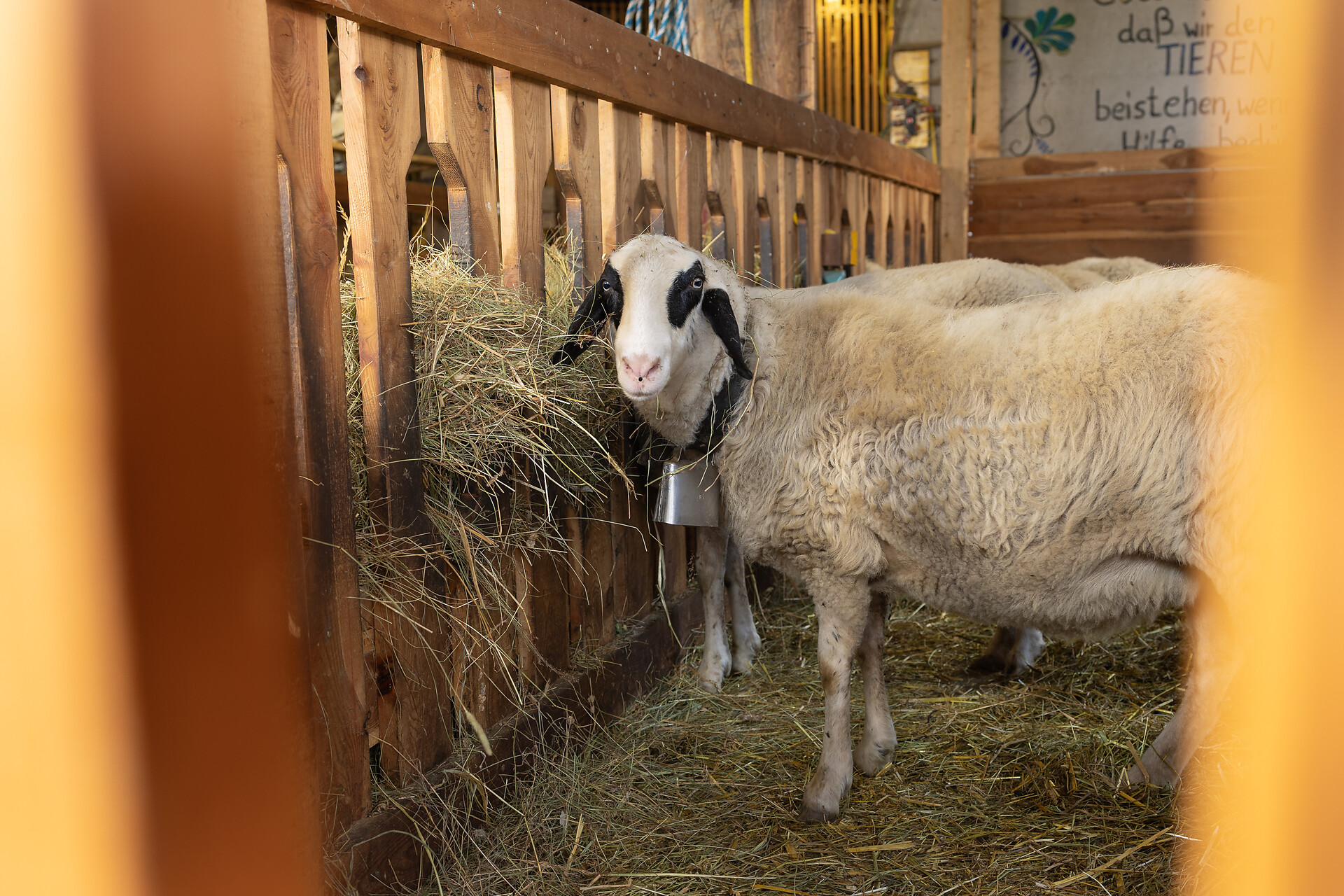 Villnösser Brillenschaf