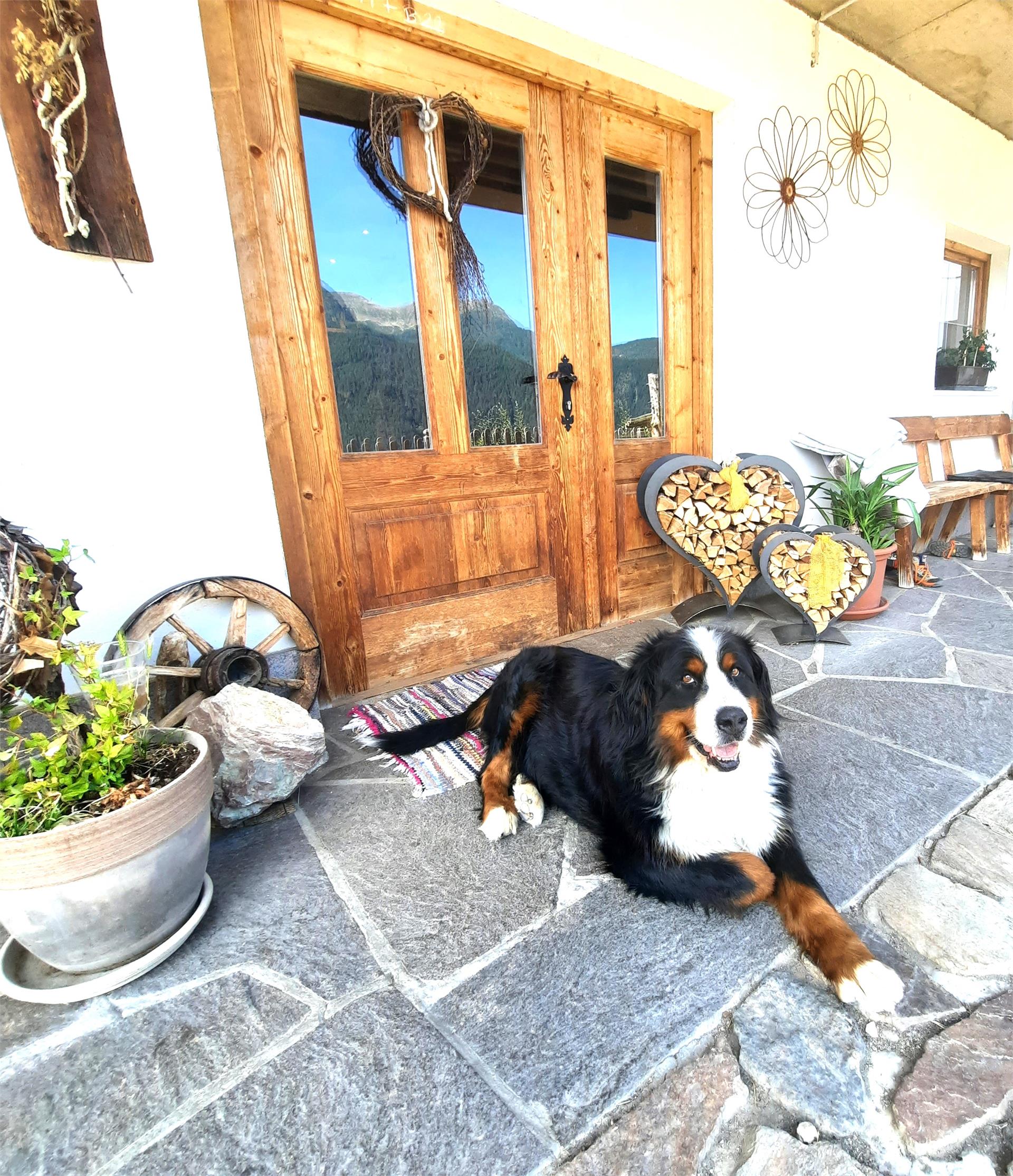 Kalchgruberhof Ulten 10 suedtirol.info