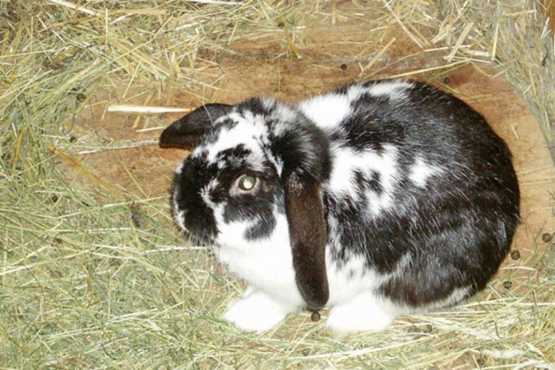 One of our hares