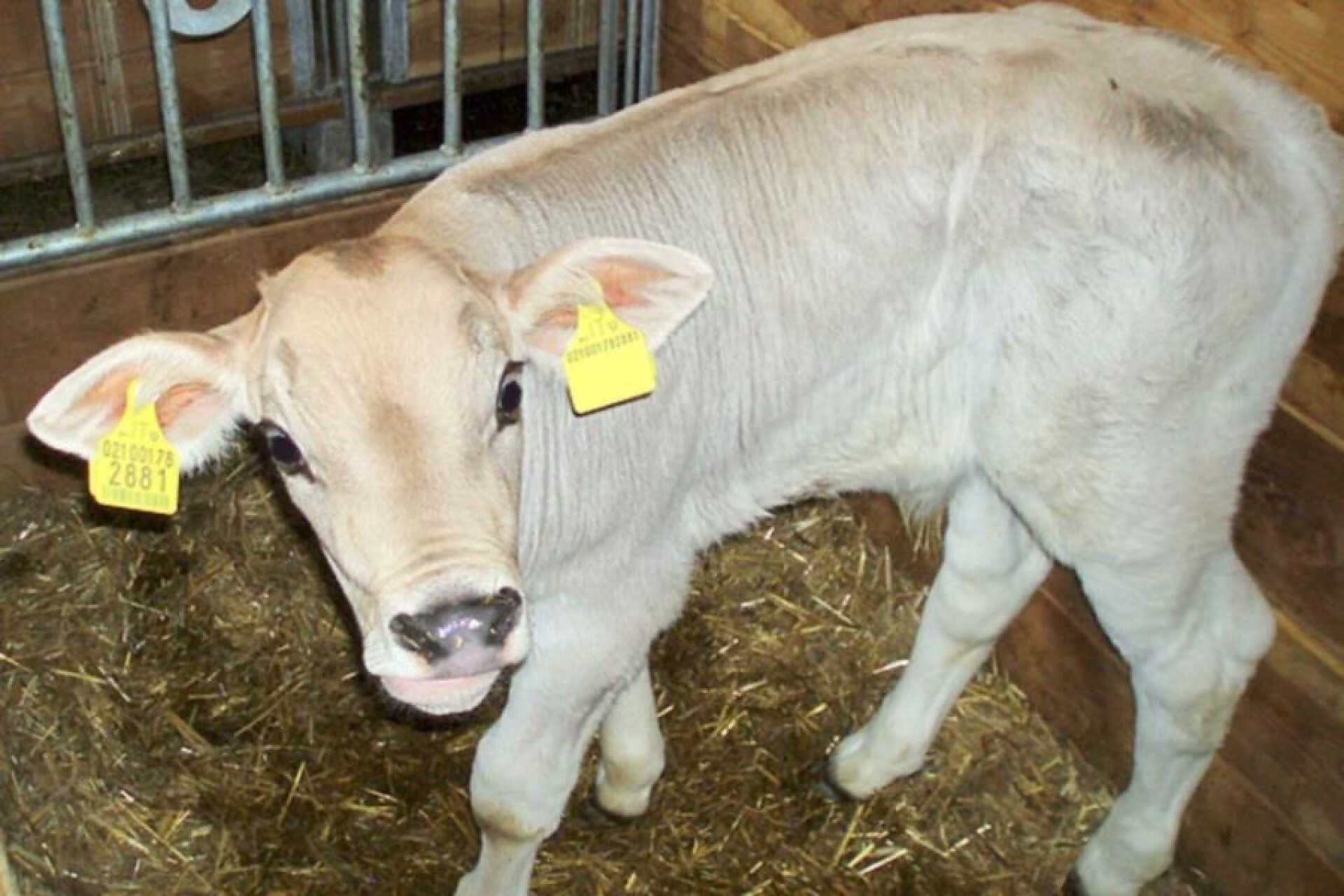 Young calf