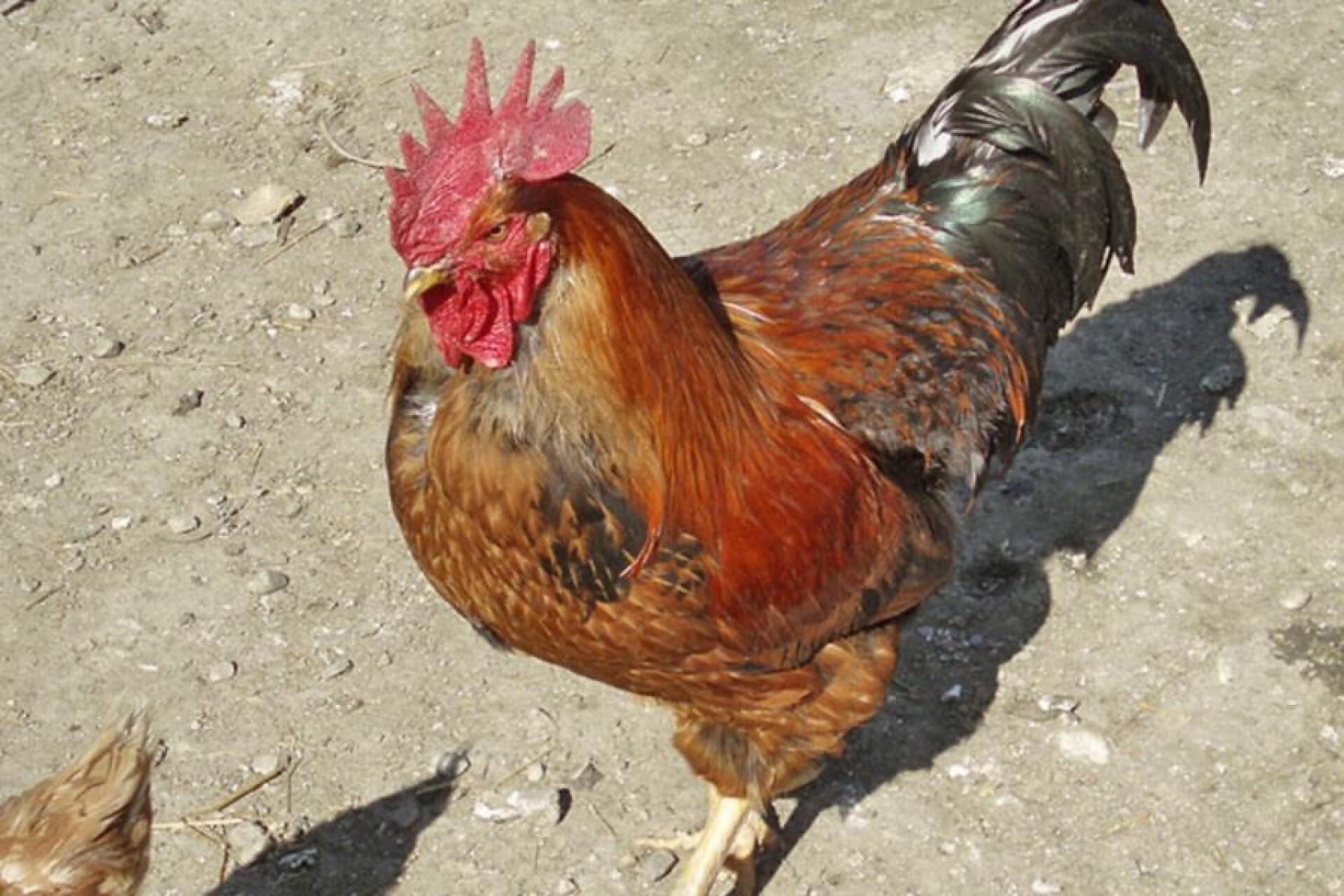 Our proud rooster