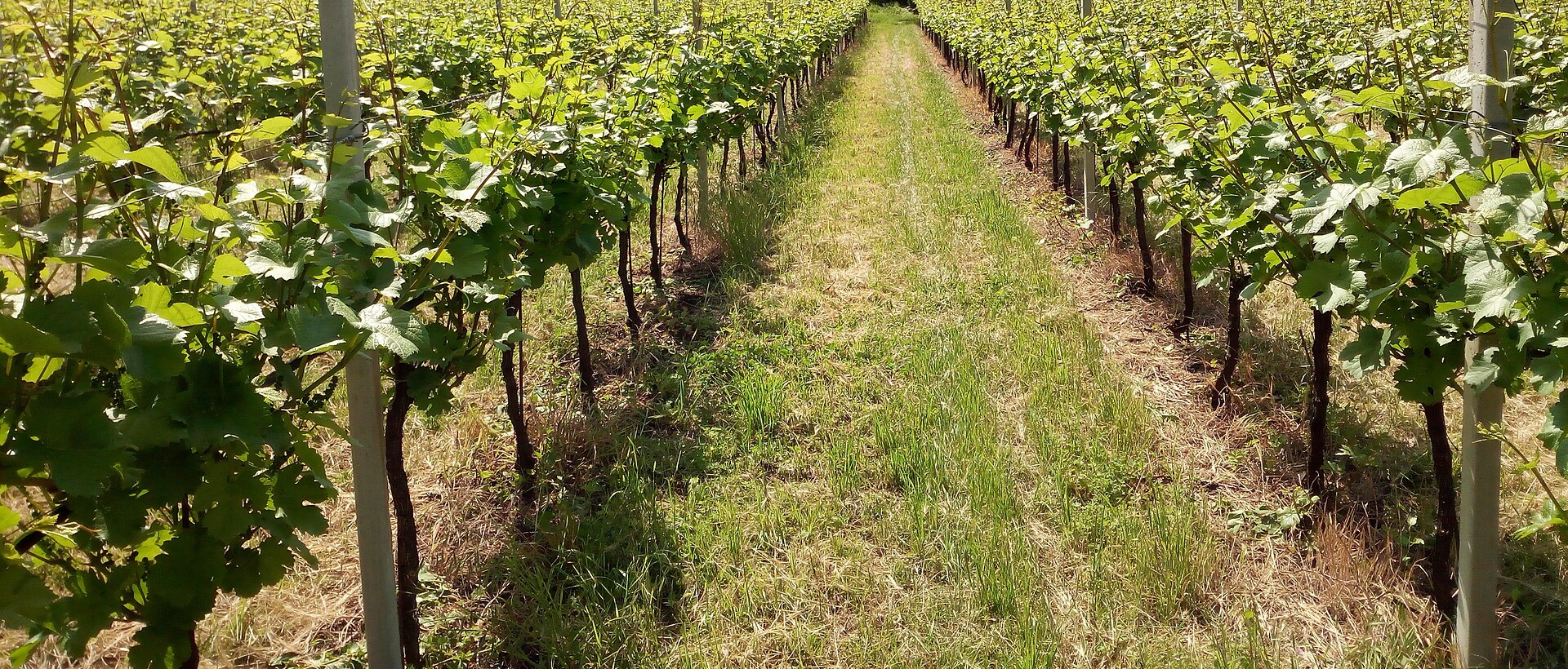 vignetto