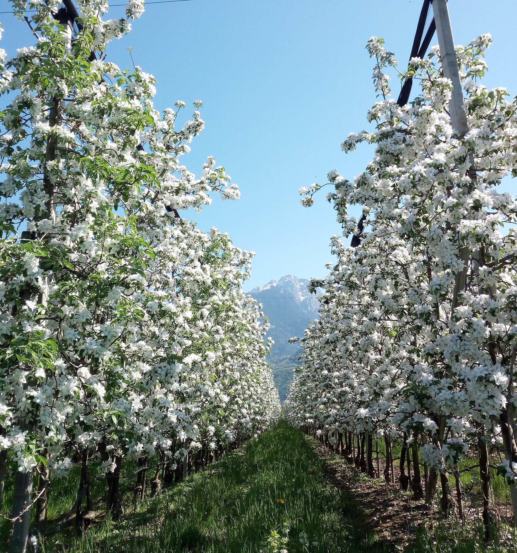 Kränzler Meran/Merano 12 suedtirol.info