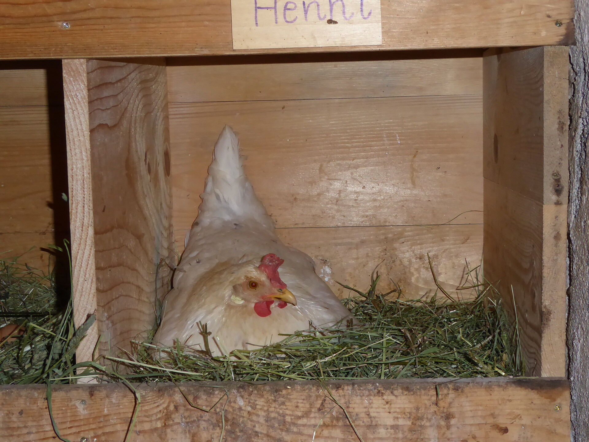 gallina