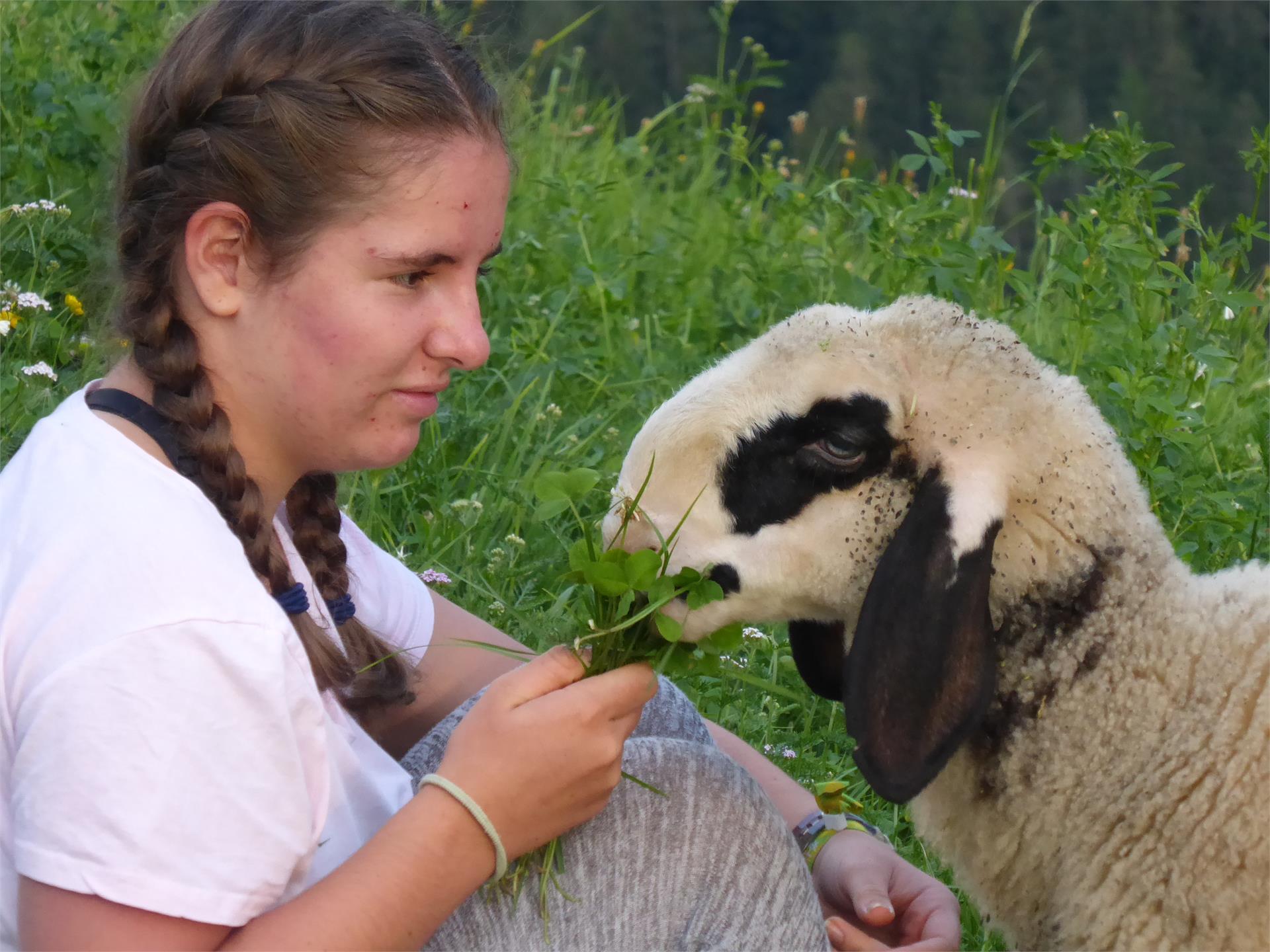 Koflerhof Ferienwohnung Tiers am Rosengarten 19 suedtirol.info