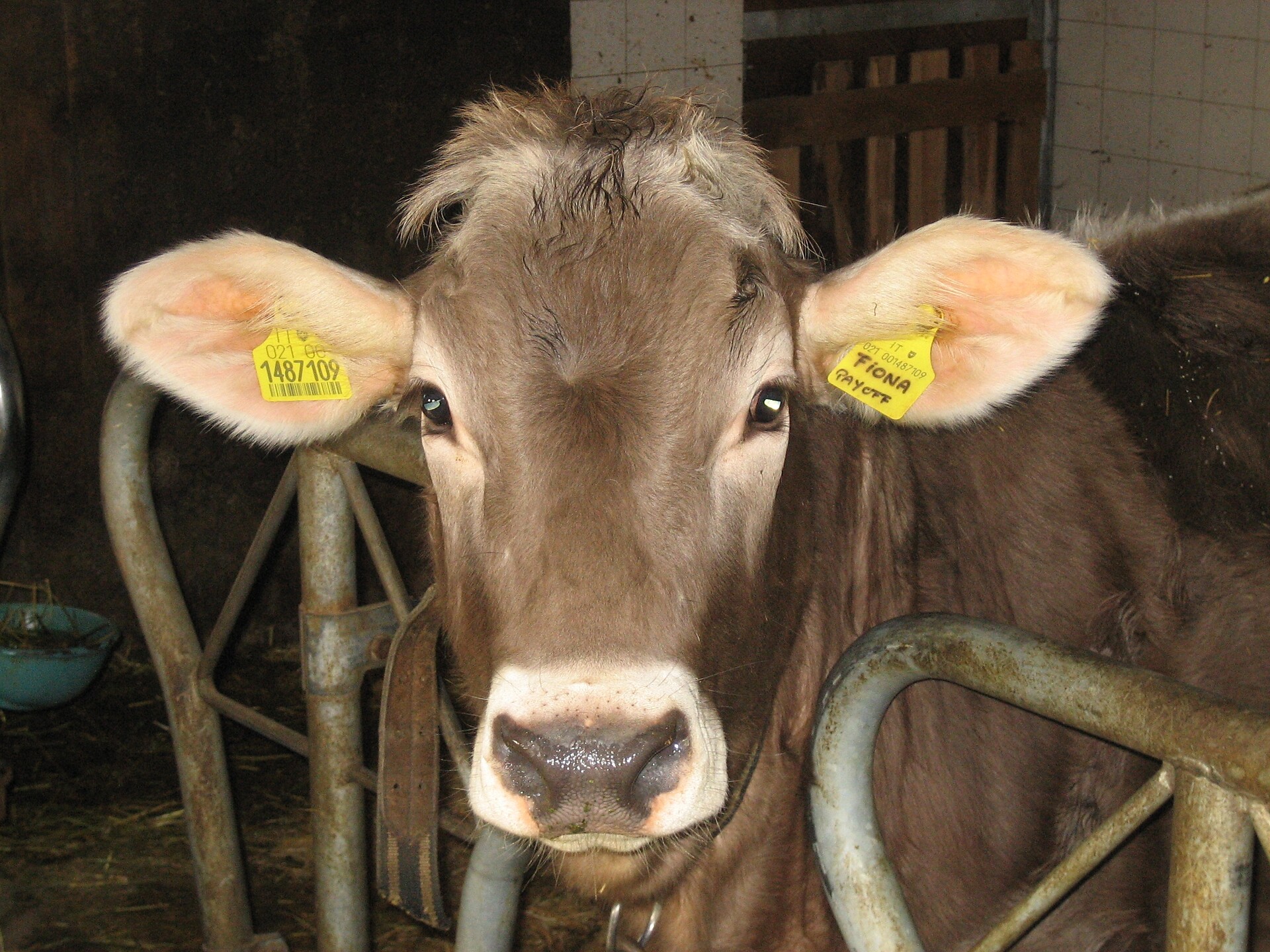 mucca