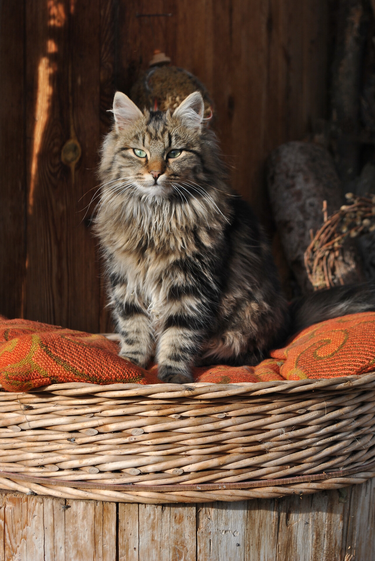 the cat