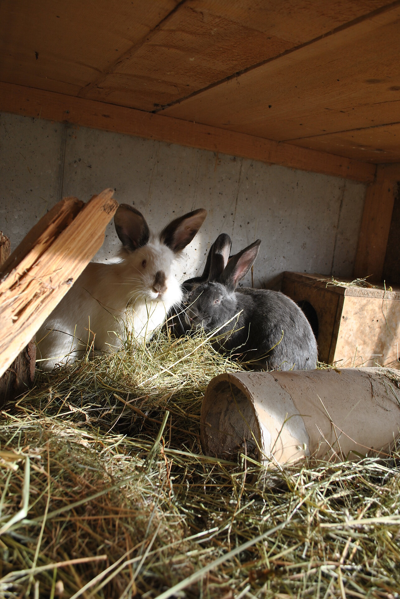 rebbit