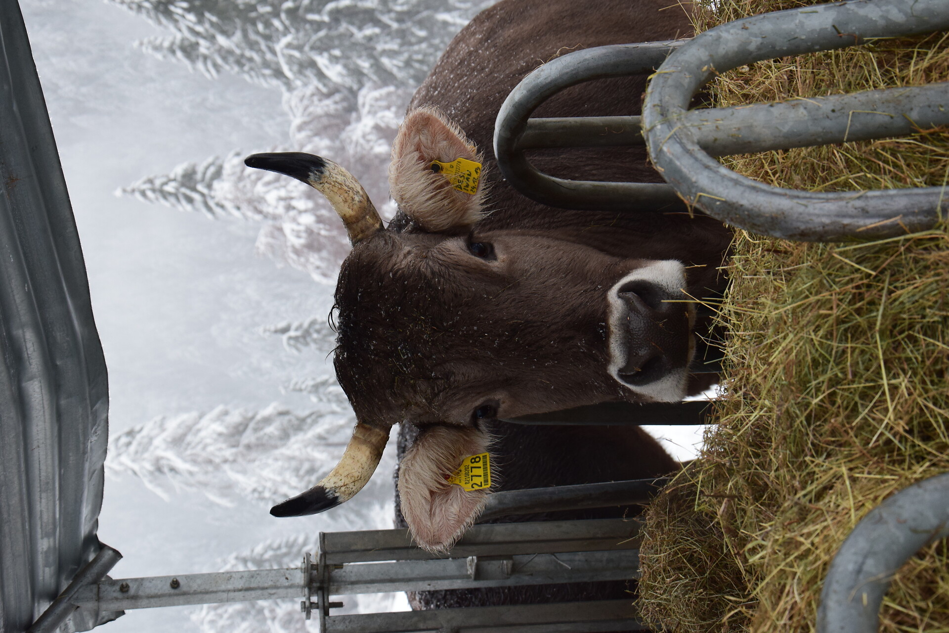 Cow