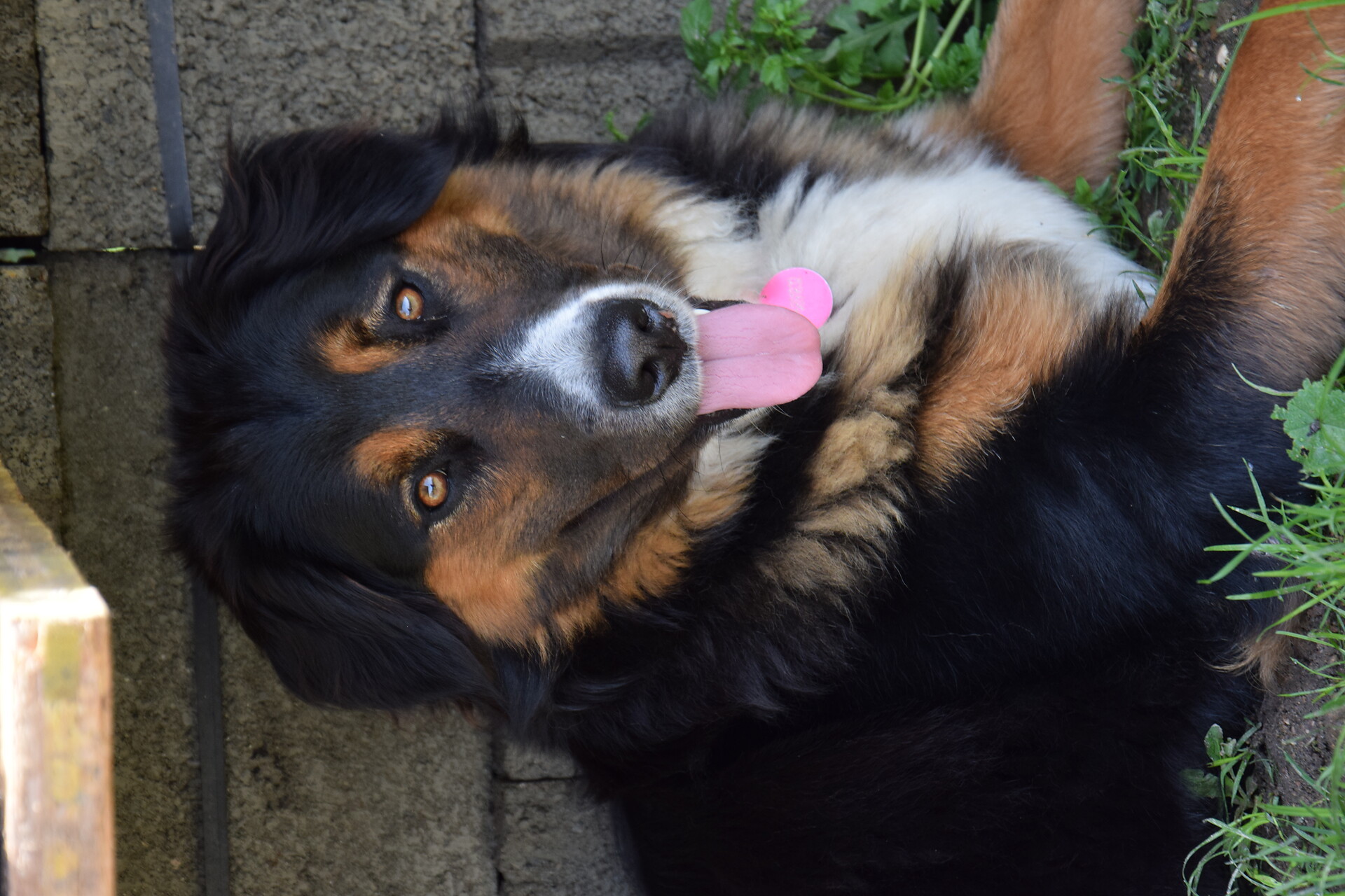 our Layka