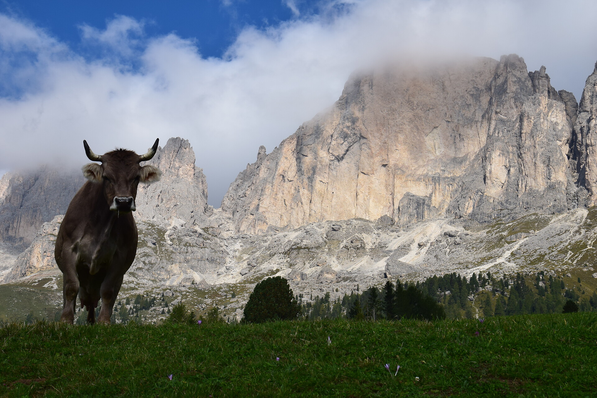 Alp