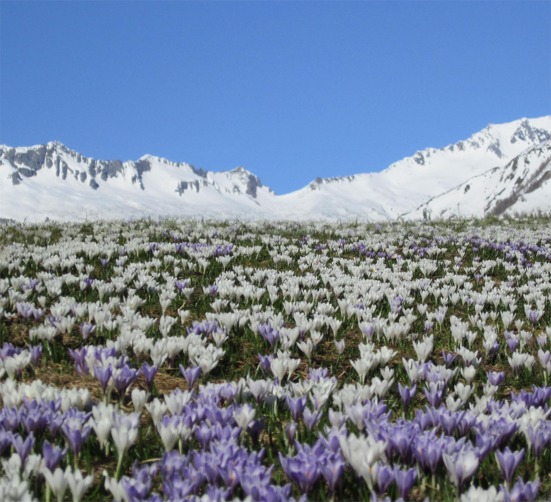 Krahbichl Biohof Predoi 3 suedtirol.info