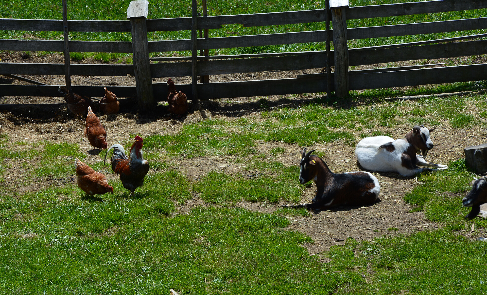 Animals