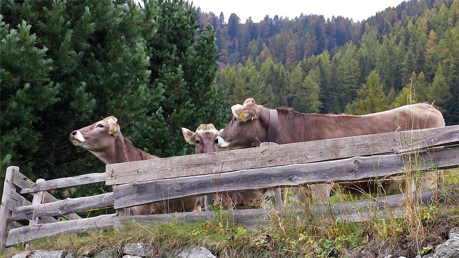 Krahbichl Biohof Predoi 7 suedtirol.info