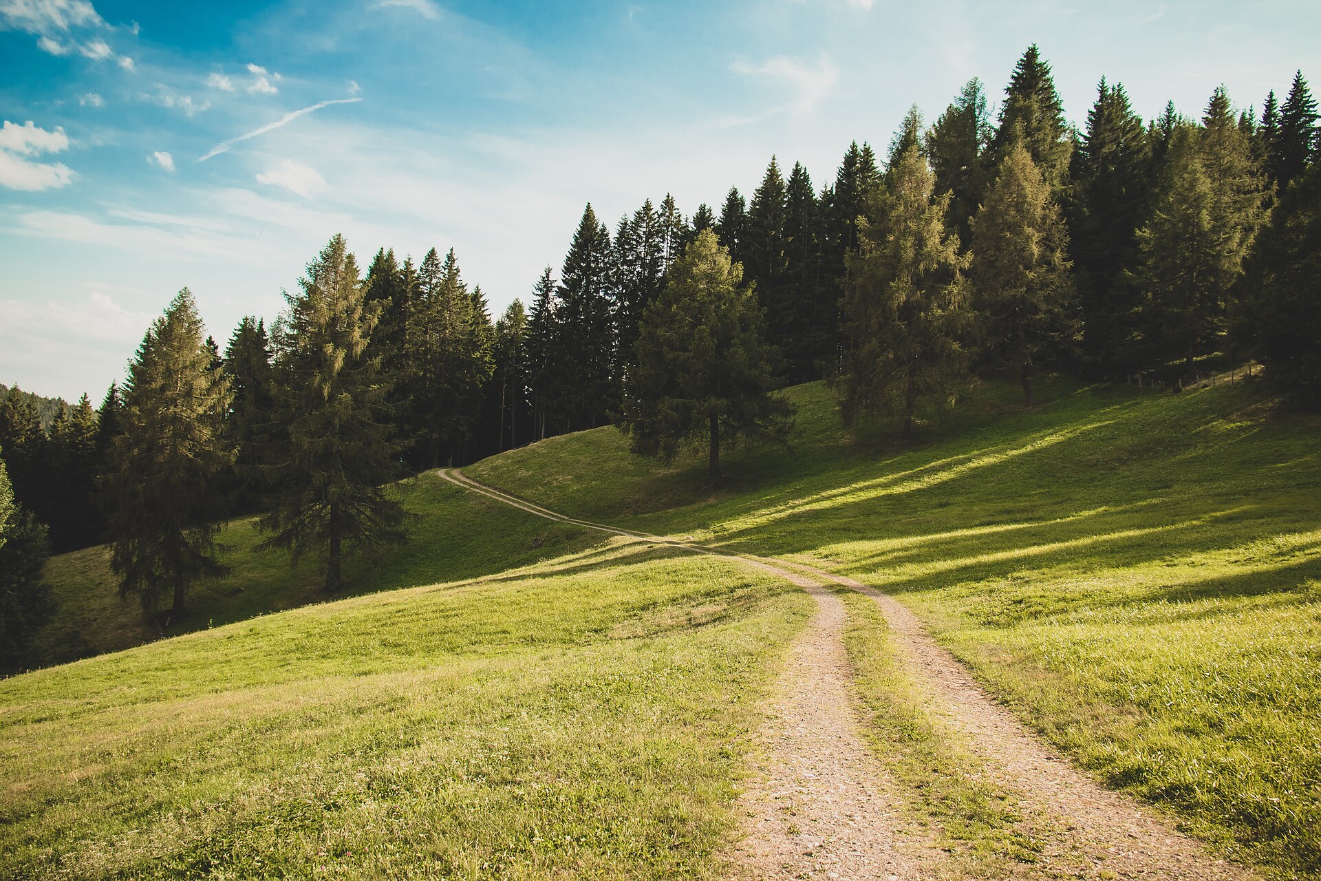 forest and meadow