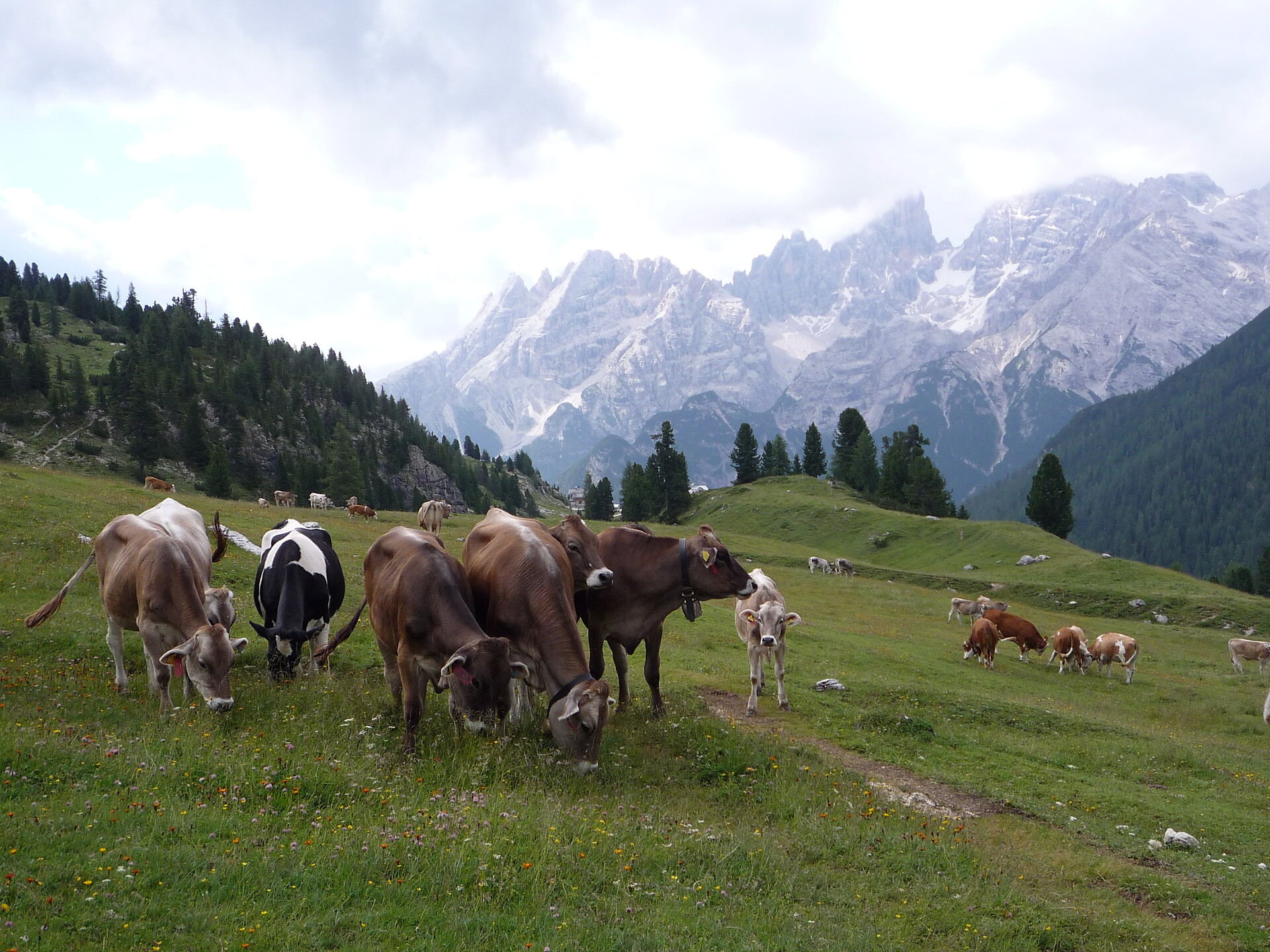 sulla malga