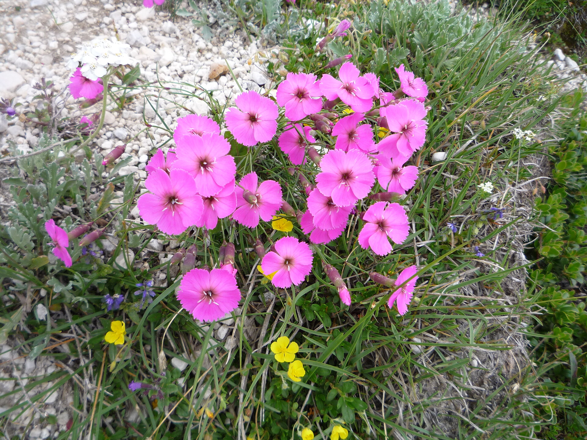 fiori nelle montagne