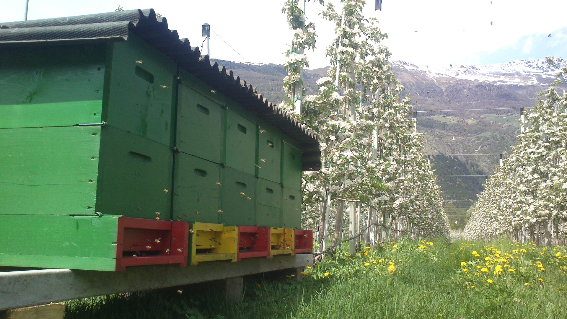 Bienenstand