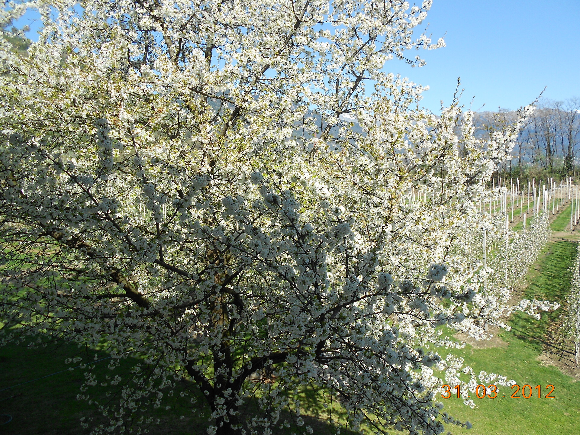 springtime