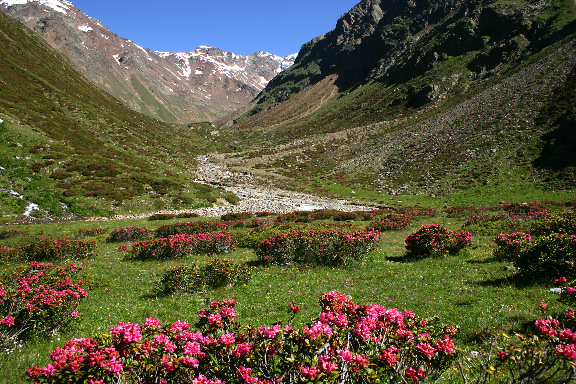 Alpenrosengarten im Matschertal