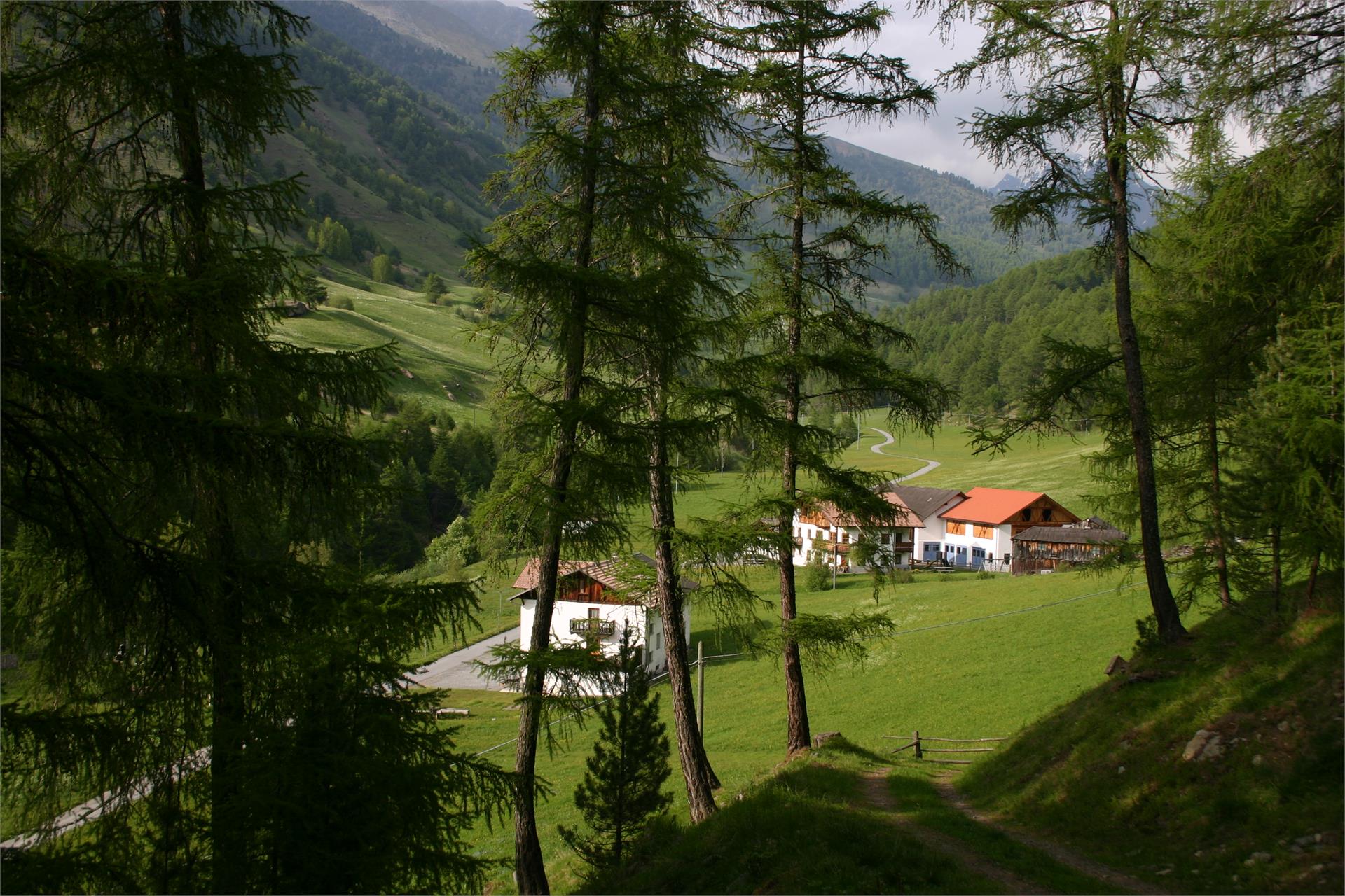 Kofler Alfred Mals 13 suedtirol.info