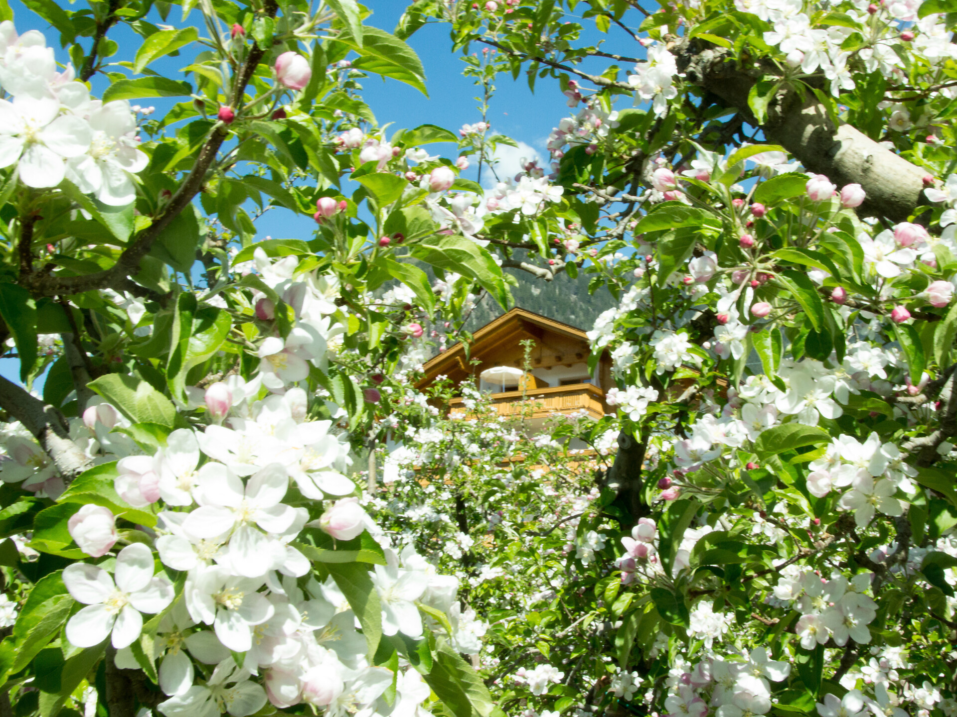 Kiendlhof - Meran und Umgebung - #11 - suedtirol.info