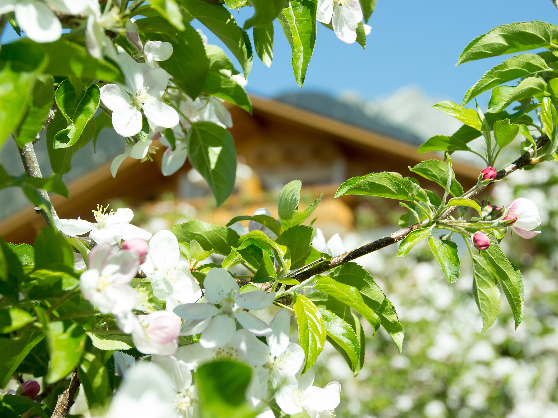 Kiendlhof - Meran und Umgebung - #1 - suedtirol.info