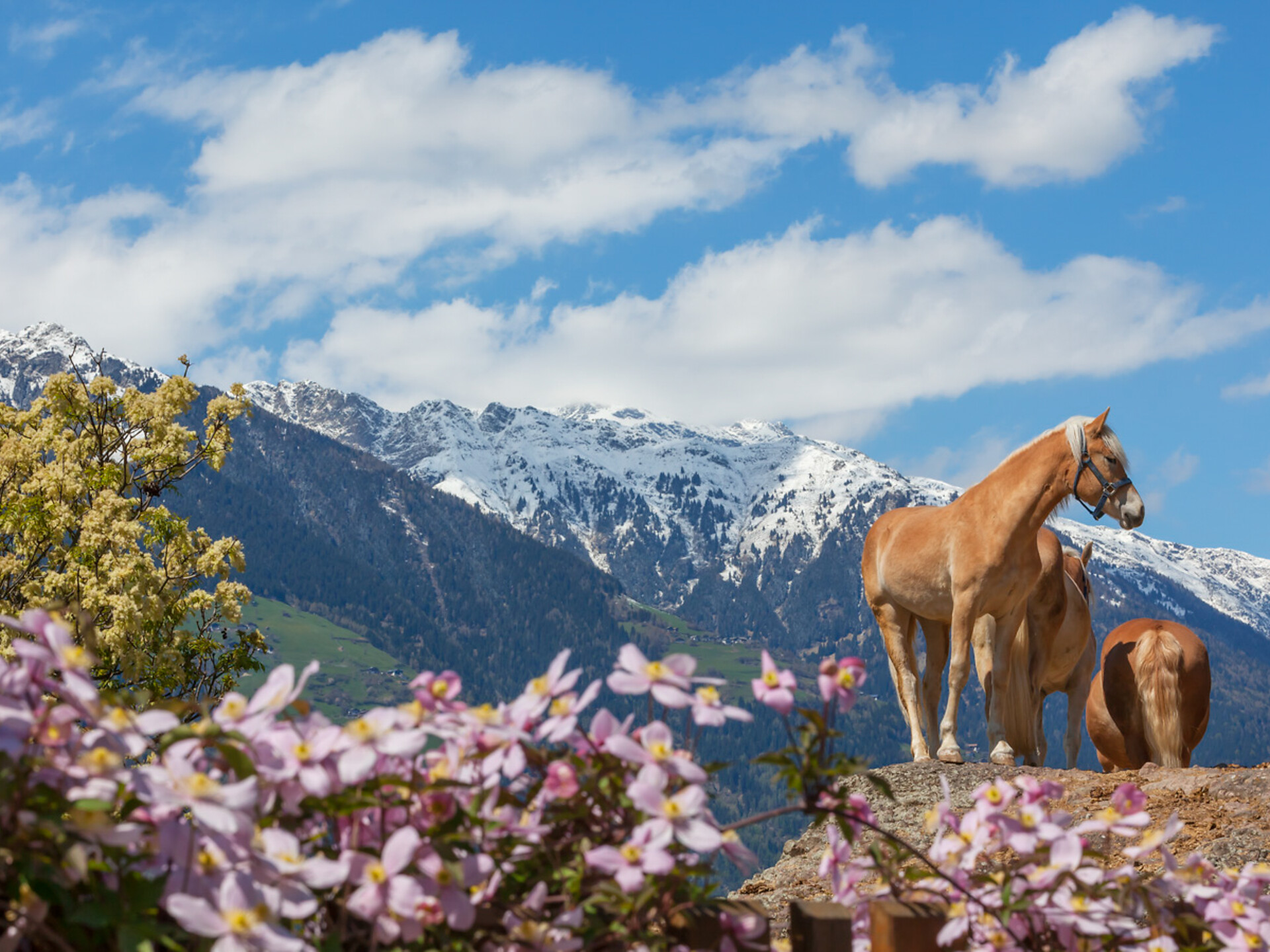 Kiendlhof - Meran und Umgebung - #2 - suedtirol.info