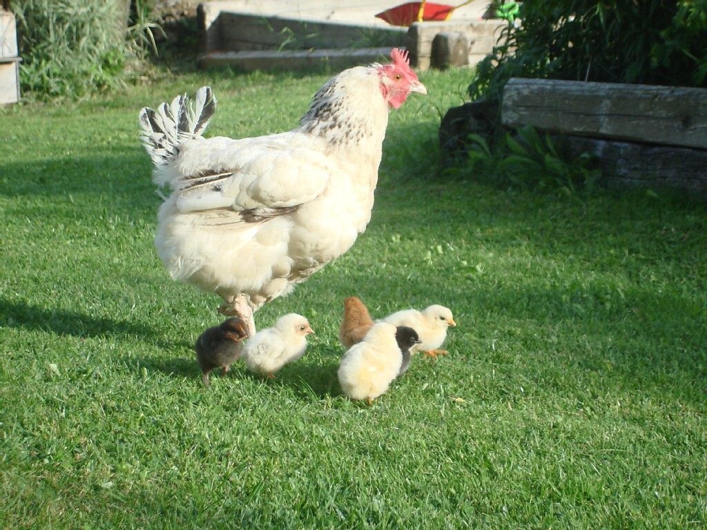 zoo di carezze