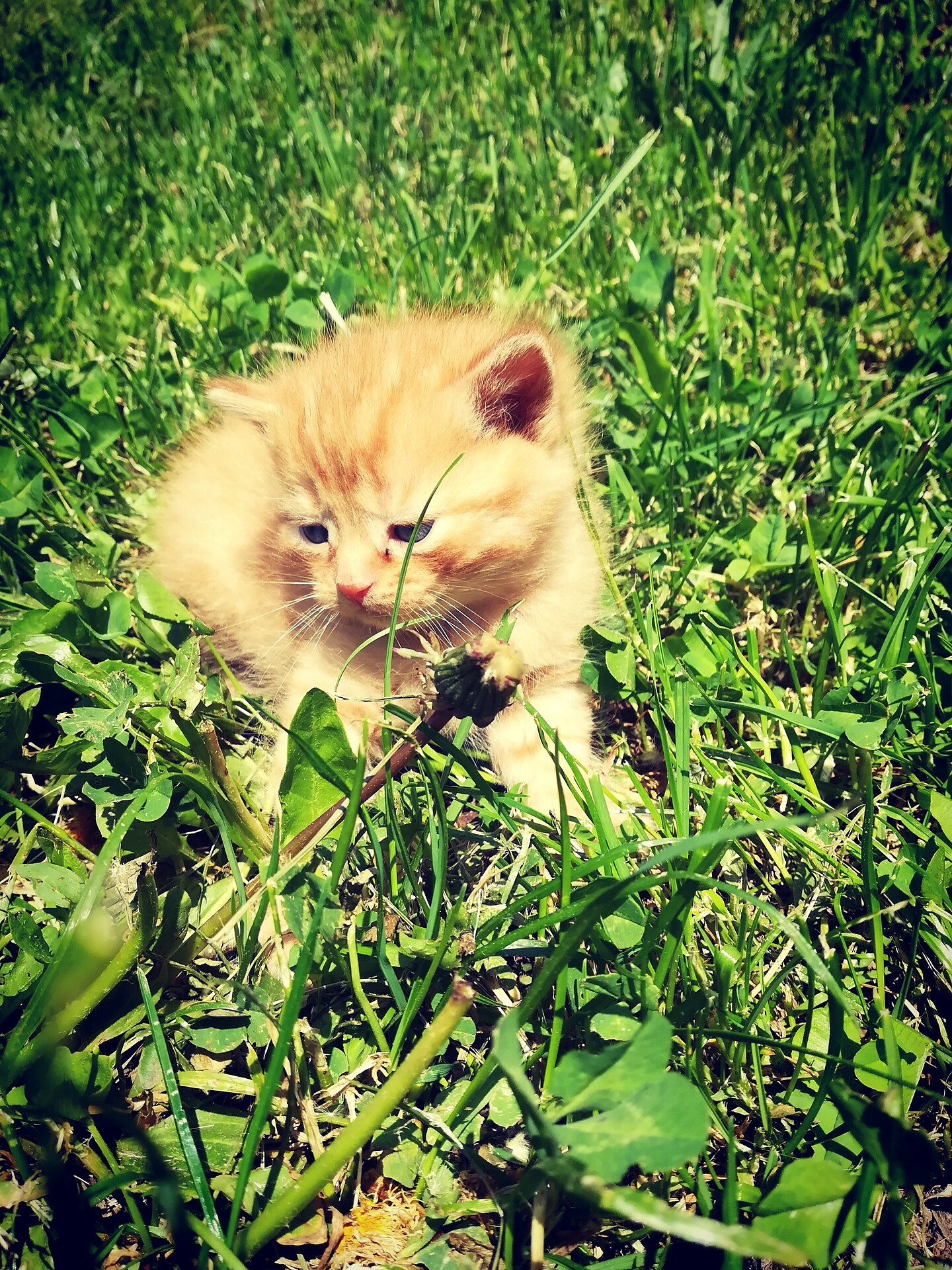 Gatto al maso Kuenhof a Verano